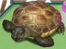 Kaplumbağa Bakımı - oyungel oyunlar